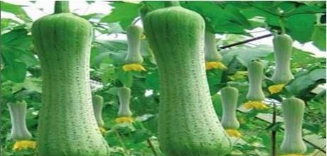 食物|女性不想变黄脸婆,要坚持吃三种食物,营养滋补,好吃又不贵!