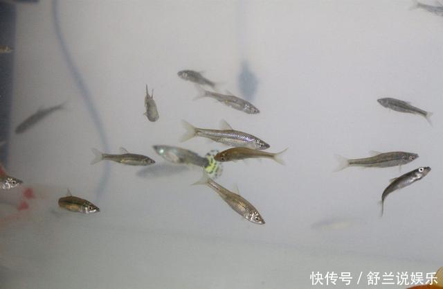 打窝子|打窝子的步骤,在实际垂钓中,如何操作