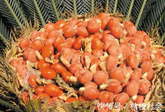 润肺止咳|入冬后，咳嗽不停难受，不妨多吃此果，润肺止咳，胜过止咳药！