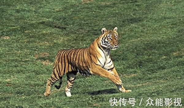 贵人|生肖虎:下周,你的贵人在寻你,是你的摇钱树,要珍惜!