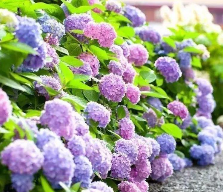 绣球花|4种花是花中劳模，一年四季开花不断，不易生病好养护