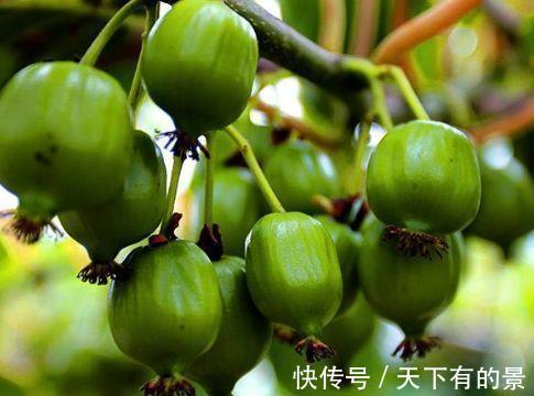 养生|食物养生很重要,坚持常吃三种食物,润肠通便,好处多多