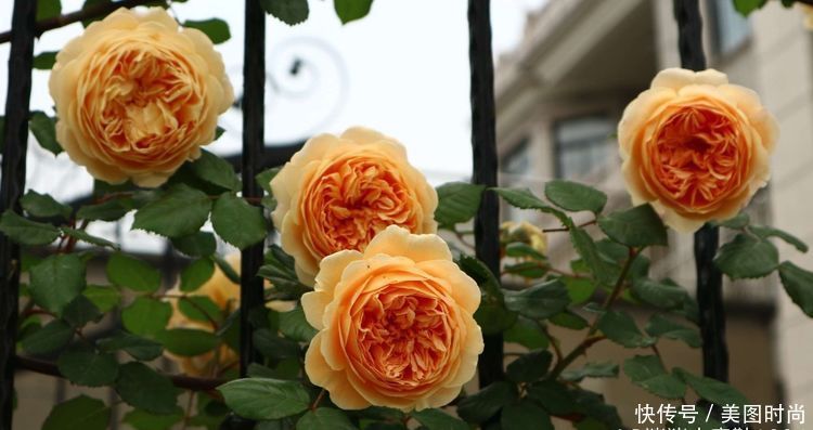 洋房|为了可以养花,我建了座小洋房,终于可以打造梦寐以求的花园了