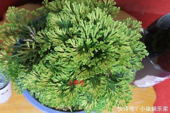 婆婆|婆婆路边挖点野草当盆栽,从来不用换盆,比花店卖的花卉还要美