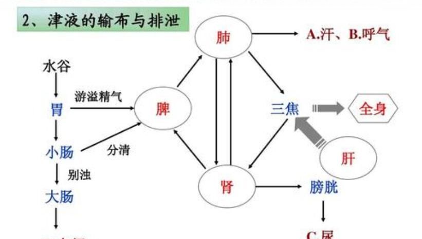 喝不下去|唠叨下补津液：小白就是喝水，中医是先帮你找到缺津液的根本原因