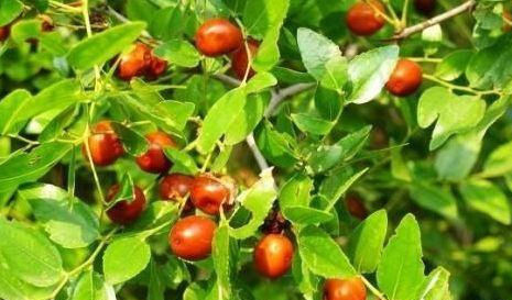 气色|女性不想老得快,常吃4种食物,美容养颜,改善气色,越吃越年轻