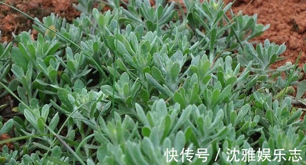 奇效|农村有一野菜,对止咳有奇效,专治咳嗽反复,万人验证