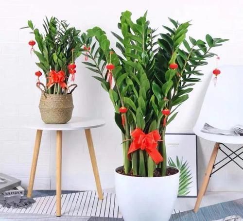 酒瓶兰|适合男人养的四种花，大气又稳重，旺财又旺运，早看早知道！