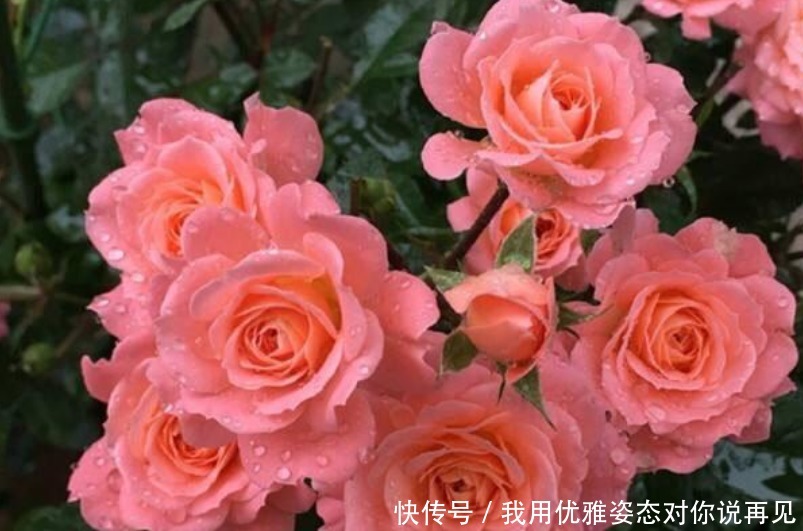 年后赶紧“插”下3种花,10天就生根,好养易活,2月就爆盆!