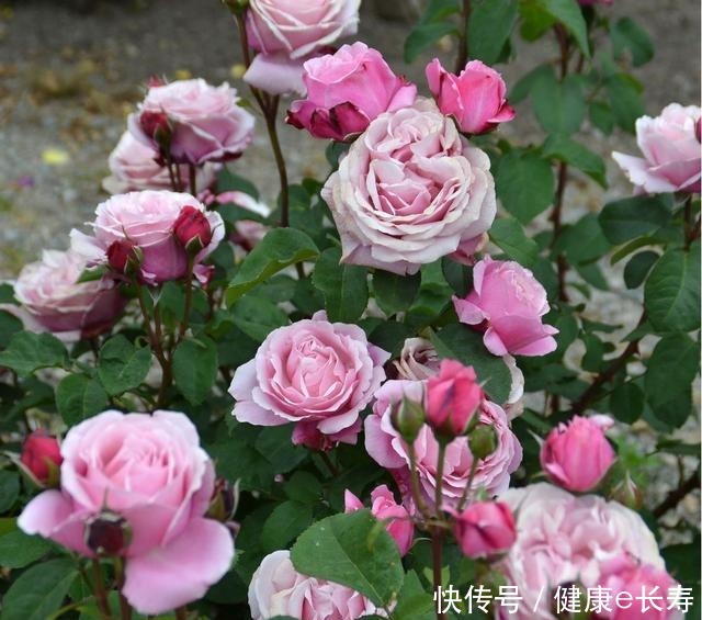 25个抗性超好的月季品种,又好养开花有多,新手好养适合盆栽!