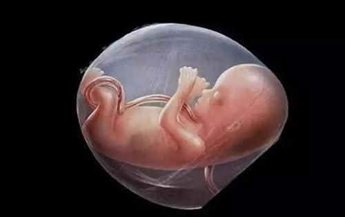 时间|关在子宫的十个月,胎宝宝每天都在干嘛