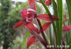 盆栽|冬天养花选它,好养又好看,花香迷人,是阳台盆栽佳品!