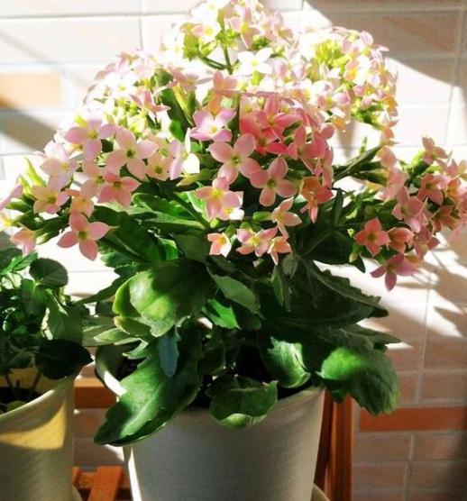 盆栽|夏季盆栽长寿花，重点注意这2方面，秋冬方能蹭蹭花开爆满盆