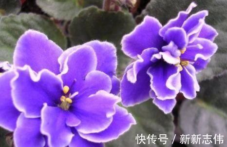 绣球花|此4种花,四季开花,花多易爆盆,香气四溢