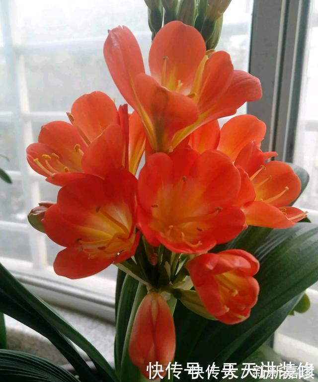 年度十大流行花卉，摆在家里，高贵优雅，又美又仙