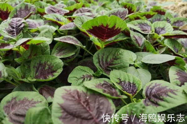 木耳菜|8种“高钙”蔬菜,菠菜不算啥,第一名钙是牛奶3倍,不要错过