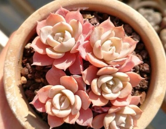 养多肉用1种“溶液”,再也不徒长,叶片长得肥又厚,疯长到爆盆