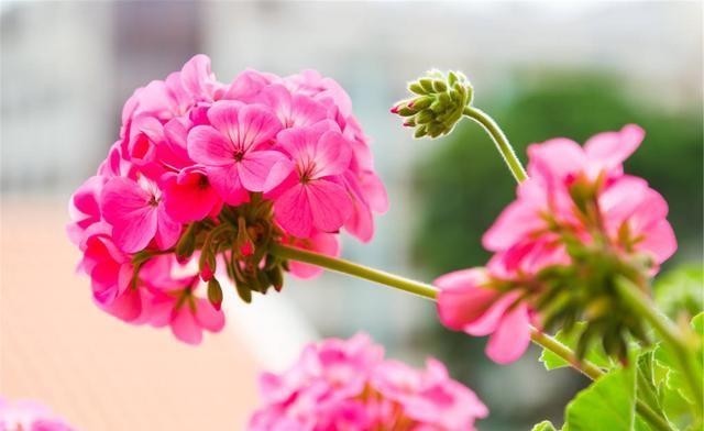 室内养花,养几盆花好?看容姐怎么说?