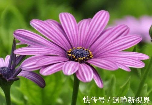 赏花|喜欢赏花，就养盆“玫瑰珍品”土星王阳台，丰腴婀娜，花色温馨