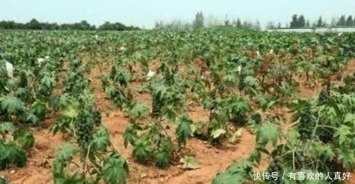它浑身是毒,入侵我国却被大量种植,如今年产量高达55万吨