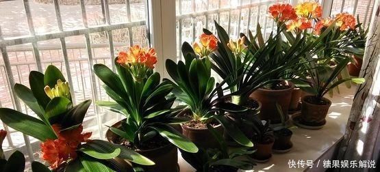 君子兰,两种“零食”喂下去,叶肥花多,爆满盆