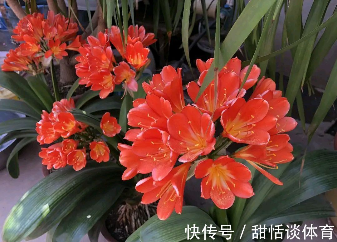 5种“养人花”，你养着它，它也养着你，家里空气清新，人健康