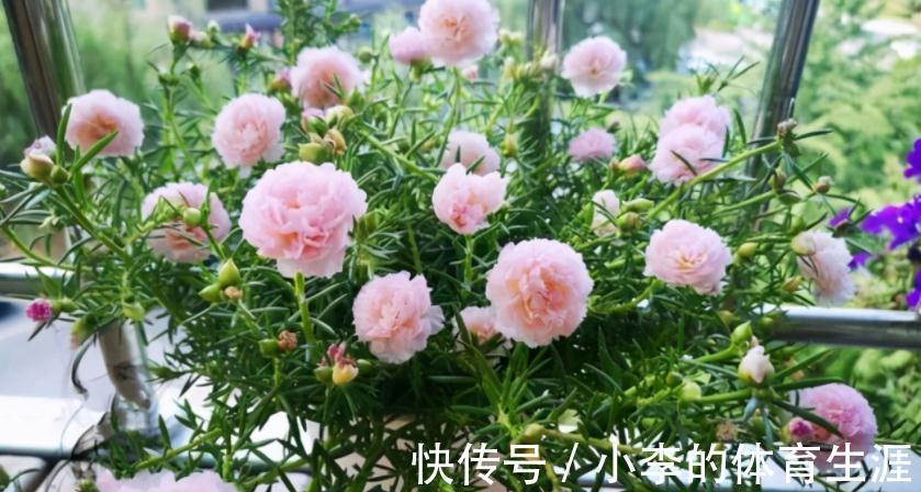 家里有个小院子别浪费，养这3种花，打理简单，开花如花海