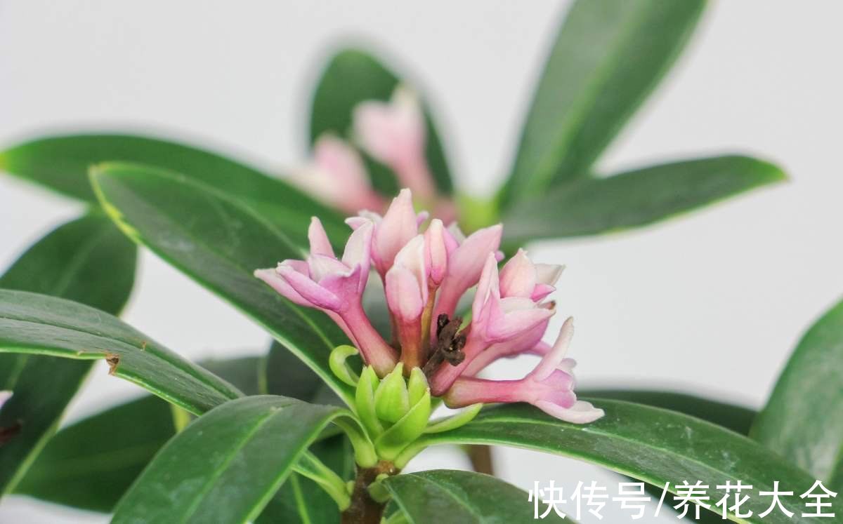 过年都在扎堆买的年宵花,先别急着跟风,先了解下好不好养