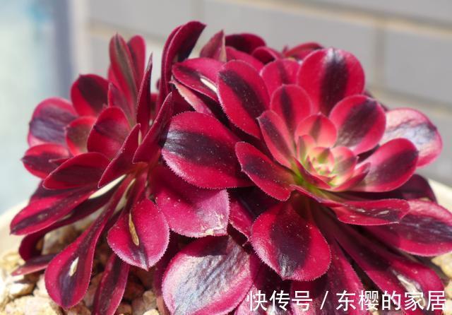 养护|法师美杜莎颜色绚丽,仙人球美杜莎造型美开花香,难以选择全都养