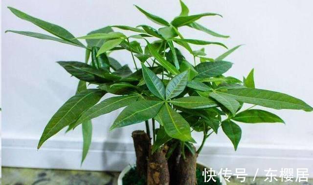 7种健康花，建议至少养一盆，格调高净化能力强，很实用