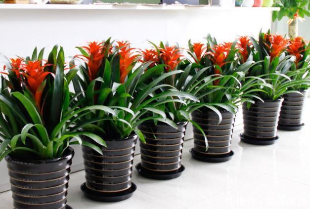 客厅空旷想摆几盆花?选这5种,好看又皮实,还能净化空气!