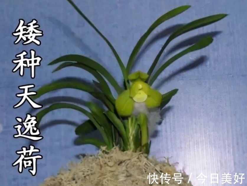 孤品|千万级别的天价孤品荷瓣兰,为何受追捧?如今还能见到吗?