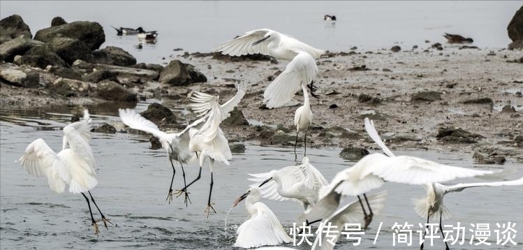 鱼的寿命到底有多长？为什么说有水的地方就有鱼？