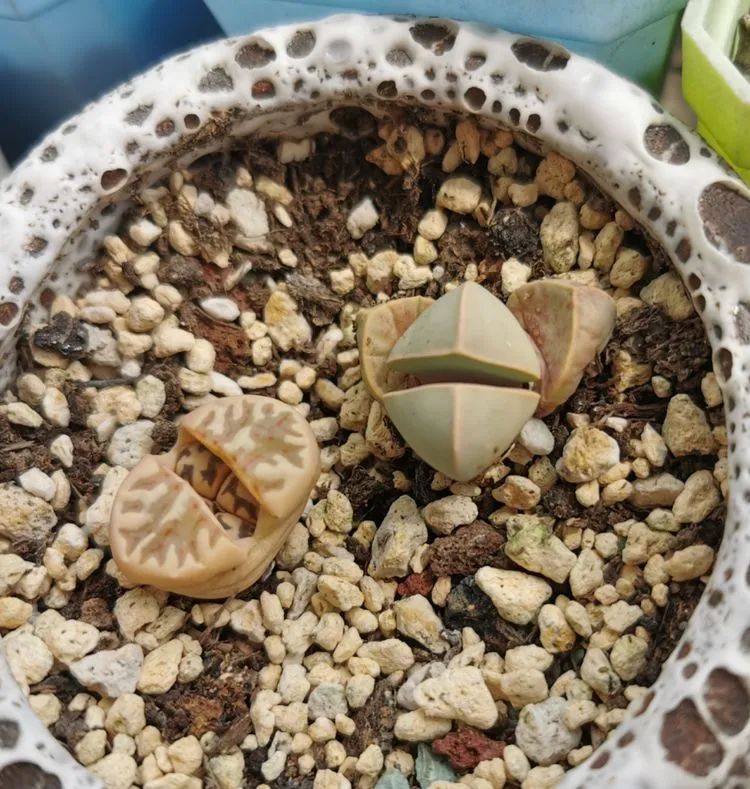 黛比|佛系养肉人生活明朗，多肉可爱，唯适者生存！