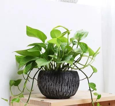 这几种植物不要再放在土里养了,水才是它们真正的家