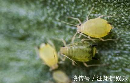 虫子比花长得都快学会1个小方法，虫子不再有，叶子油绿长得旺