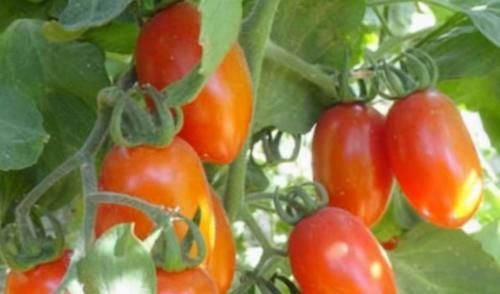 白嫩|爱美女性多吃的食物,平时多吃,促进食欲,加速消化,白嫩皮肤