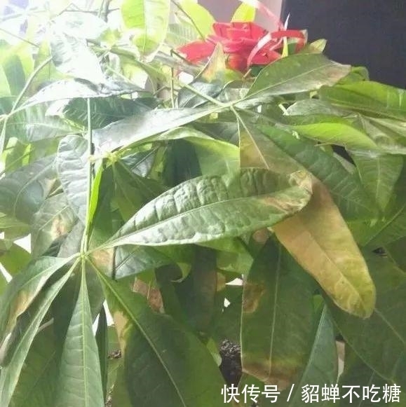 秋冬发财树怎么养？知道这4点就够了，保证枝繁叶茂