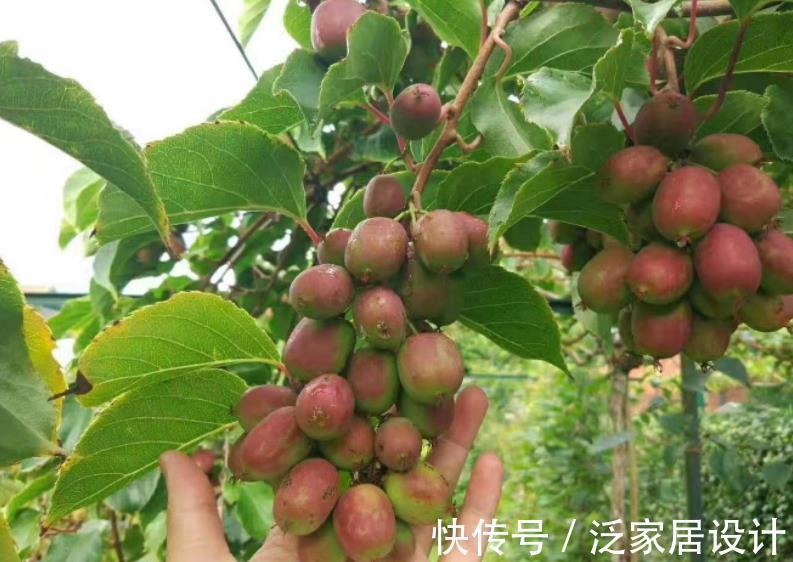 优点|院子里别养无花果树了，另一新品种果树更值得养，拥有5大优点