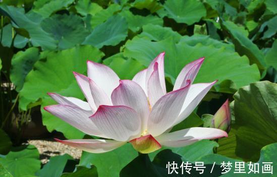 富贵盈门|4属相到了8月份,运势上涨,鸿运当头,贵人多助,富贵盈门