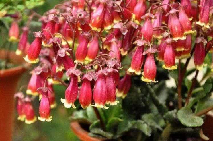 聪明人都养5种花，迷人的花朵，开满整个花盆，快养起来吧！