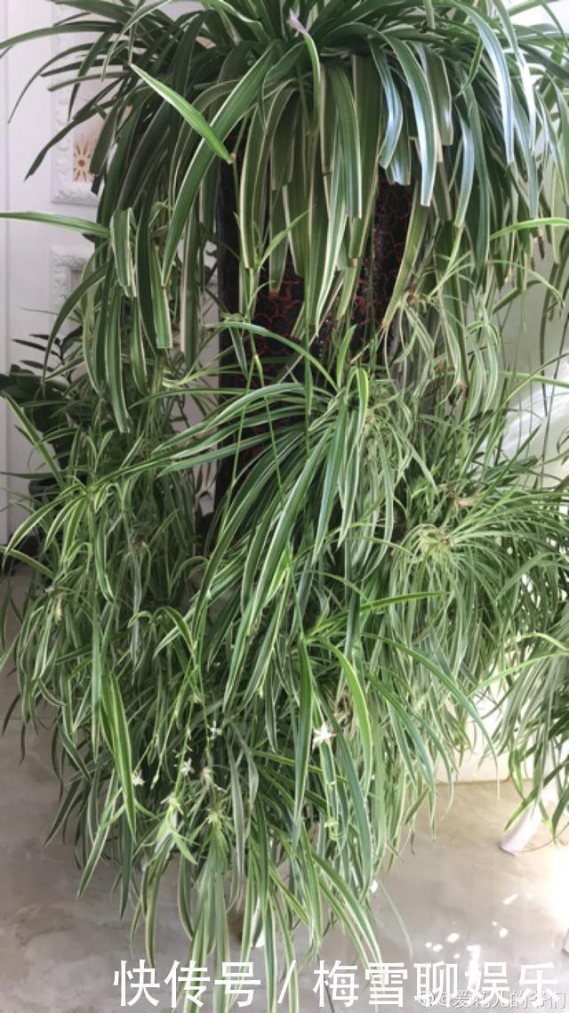 瀑布|6种花，一定要吊起来养，开花像瀑布，看着真过瘾！