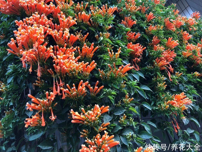 房顶上养了一株花,邻居叫我赶紧砍掉,真是为难