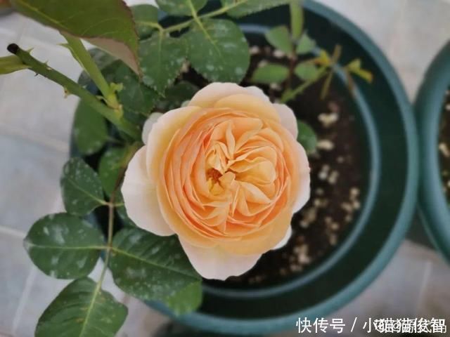 5种花盆养花,怪不得都死了,全是样子货