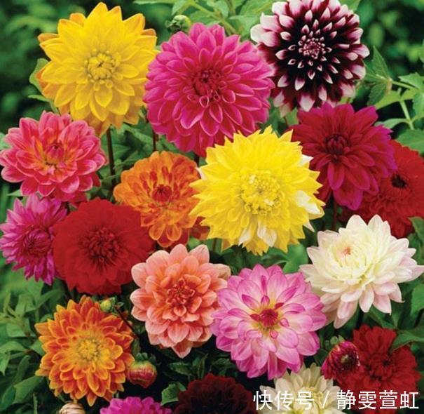 新手养护花卉，就养花朵大如盘，艳丽似牡丹、玫瑰的花卉，美极了