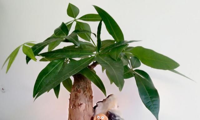 家里有6种花,赶紧擦点啤酒,保管长得绿油油,效果比施肥还好