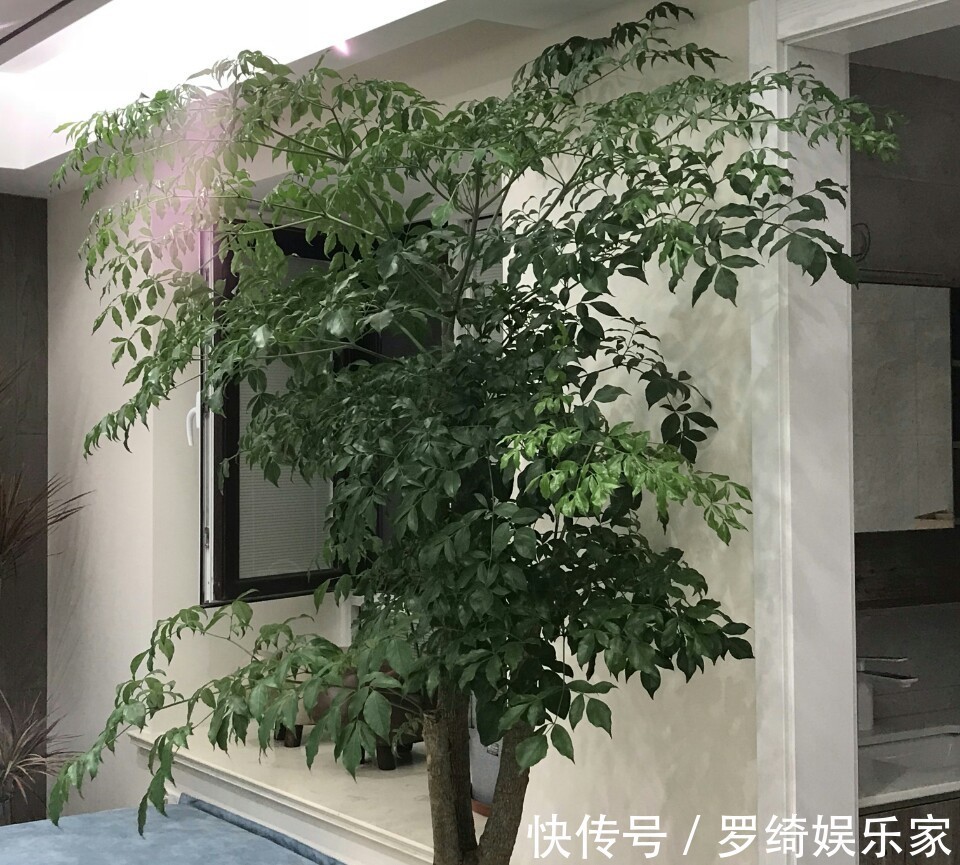 施肥|幸福树深埋好还是浅栽好栽不对的幸福树一点也不幸福