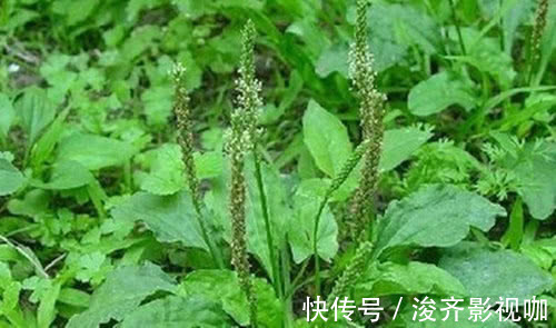 核桃仁|几把玉米须煮鸡蛋,竟然可以治疗此病,早知道就好了