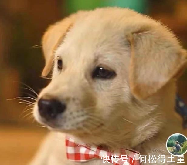 男版李子柒養(yǎng)豬種田做農(nóng)活,歲月靜好!