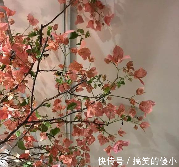 4种花专挑秋天爆盆,养一盆连续爆花3个月,花多花美